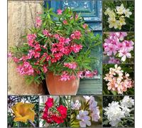 Cuore invernale di adelfa - semi balcone resistenti all'inverno per balconi 50pcs