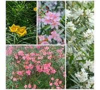 Cuore invernale di adelfa - semi resistenti per il giardino balcone con letti elevati decorativi ornamentali resistenti con per balcone 15pcs