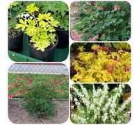 cuore sanguinante - balcone in vaso dicentra spectabilis giardino roccioso semi di tappezzanti resistenti al freddo giardino, 45semi