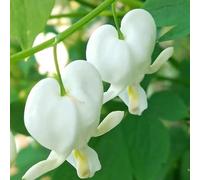 cuore sanguinante - di interni esotici tagliati semi di selvatico primavera acquistare semi ufficio decorazione 10pcs