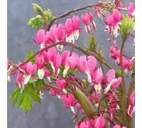 Cuore sanguinante - Lamprocapnos spectabilis - Giardino roccioso resistenti per il pieno sole in vaso giardino recisi 55semi