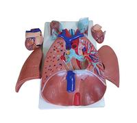 Cuore umano Gola Polmonare Modello cardiopolmonare Anatomia bronchiale staccabile del sistema respiratorio Modello di reparto Modello del tratto respiratorio Modello educativo Modello del sistema