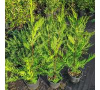 Cupressocyparis leylandii, 24 piante con altezza 60/80 cm, vaso Ø18, per una siepe da 12 a 16 metri, Cipresso di Leyland (24)