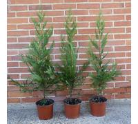 Cupressocyparis leylandii, 24 piante con altezza 60/80, vaso Ø18, per una siepe lunga da 12 a 16 metri - Cipresso di Leyland