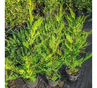 Cupressocyparis leylandii, 8 piante con altezza 60/80 cm, vaso Ø18, per una siepe da 4 a 7 metri lineari, Cipresso di Leyland