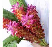 Curcuma alismatifolia terrazzo autunnali per i luoghi soleggiati 300semi
