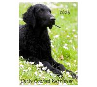 Curly Coated Retriever 2026 (Wandkalender 2026 DIN A3 hoch), CALVENDO Monatskalender: 13 wunderschöne Bilder des Curly Coated Retriever von der Tierfotografin Vivian Kammholz