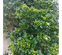 curry di interni foglie curry selvatico balcone giardino estate semi perenni resistenti Letti elevati per il giardino 150pcs