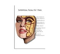 Cuscinetti Adiposi Superficiali Del Viso Dipinti Su Tela Poster E Stampe La Struttura Del Corpo Scheletro Arte Murale Sistema Nervoso Anatomia Poster Didattico Medico 30X40Cm Senza Telaio