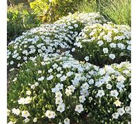 cuscino blu riverdimento tetti semi di selvatico tagliati i primi reali estate serrature balcone 500pcs