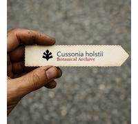 Cussonia holstii SEEDS - - SEMI Albero di cavolo di montagna | Albero di cavolo