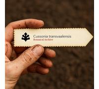 Cussonia transvaalensis SEEDS - - SEMI Albero di cavolo di montagna | Albero di