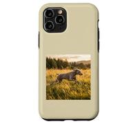 Custodia per iPhone 11 Pro Weimaraner - Campi in esecuzione al tramonto