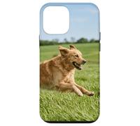 Custodia per iPhone 12 mini Golden Retriever Cane In Esecuzione Campo Aperto Soleggiato All'aperto