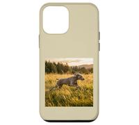 Custodia per iPhone 12 mini Weimaraner - Campi in esecuzione al tramonto