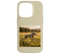 Custodia per iPhone 14 Pro Weimaraner - Campi in esecuzione al tramonto