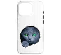 Custodia per iPhone 16 Pro Colpisce il gatto blu russo con gli occhi verdi che sbirciano attraverso