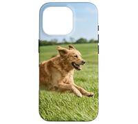 Custodia per iPhone 16 Pro Golden Retriever Cane In Esecuzione Campo Aperto Soleggiato All'aperto