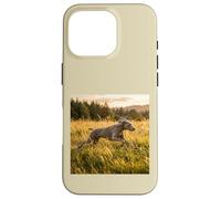 Custodia per iPhone 16 Pro Weimaraner - Campi in esecuzione al tramonto
