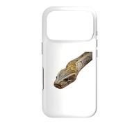 Custodia per iPhone 17 Pro Birmano Python Snake Rettile Keeper Constrictor Vivarium