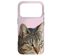 Custodia per iPhone 17 Pro Splendida Tabby Cat Close Up Foto Ritratto Isolato