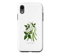 Custodia per iPhone XR Illustrazione della pianta del fagiolo francese Phaseolus vulgaris