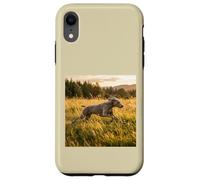 Custodia per iPhone XR Weimaraner - Campi in esecuzione al tramonto