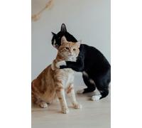 Cute Cats Graph Notebook: 120 Pages A4 with Two Hugging Cats: Sweetness & Friendship Theme | For Math Notes, School, College & Journaling | 5x5 mm Grid | Gift for Cat Lovers