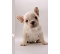 Cute French Bulldog Notebook - Sketchbook and Journal for Dog Lovers | Blank Lined Pages for School & Work