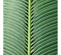 Cycas rumphii SEEDS - - SEMI Cicas di Rumph | Sago della regina