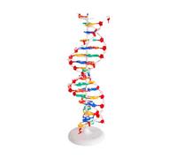 CYDZSRA Kit di modelli di struttura doppia per l'apprendimento educativo, | didattico per materie di scienze biologiche, per migliorare la comprensione delle scienze biologiche, sussidio didattico per