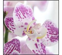 Cymbidium Orchid bulbi,orchidea del cymbidium,piante erbacee perenni,cymbidium pianta vera,bulbi da fiore con un lungo periodo di fioritura,(non fiori artificiali,senza semi)-3 bulbi-A