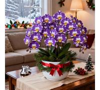 Cymbidium Orchid bulbi,perenni,Orchidea del cymbidium,Ambiente paesaggistico,Decorazione del giardino,cymbidium pianta vera(non fiori artificiali)-8pc-C