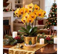 Cymbidium Orchid bulbi,perenni,Orchidea del cymbidium,Ambiente paesaggistico,Decorazione del giardino,cymbidium pianta vera(non fiori artificiali)-8pc-J