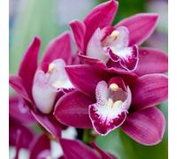 Cymbidium Orchid bulbi,piante erbacee perenni,cymbidium pianta vera,bulbi da fiore con un lungo periodo di fioritura,orchidea del cymbidium(non fiori artificiali,senza semi)-5 bulbi-A