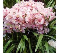 Cymbidium Orchid,Orchidea del cymbidium,perenni,Ambiente paesaggistico,Decorazione del giardino,cymbidium pianta vera(non fiori artificiali)-8pezzo-J