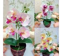 Cymbidium Orchid,Orchidea del cymbidium,perenni,Ambiente paesaggistico,Decorazione del giardino,cymbidium pianta vera(non fiori artificiali)-5pezzo-C