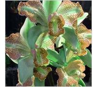 Cymbidium Orchid,Orchidea del cymbidium,perenni,Ambiente paesaggistico,Decorazione del giardino,cymbidium pianta vera(non fiori artificiali)-3pezzo-B