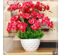 Cymbidium Orchid,Orchidea del cymbidium,perenni,Ambiente paesaggistico,Decorazione del giardino,cymbidium pianta vera(non fiori artificiali)-8pezzo-N