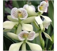Cymbidium Orchid,Orchidea del cymbidium,perenni,Ambiente paesaggistico,Decorazione del giardino,cymbidium pianta vera(non fiori artificiali)-8pezzo-G