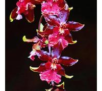 Cymbidium Orchid,Orchidea del cymbidium,perenni,Ambiente paesaggistico,Decorazione del giardino,cymbidium pianta vera(non fiori artificiali)-10pezzo-A