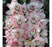 Cymbidium Orchidea, facile da pulire, ideale per interni, rizomi cymbidium, momenti di felicità, durabilità invernale selvaggia, orchida, colibrì, 10 cipolle