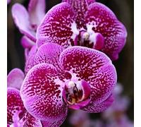 Cymbidium Orchidea, facile da pulire, ideale per interni, rizomi cymbidium, momenti di felicità, durabilità invernale selvaggia, orchida, colibrì di alta qualità, 3 cipolle F