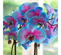 Cymbidium Orchidea, facile da pulire, ideale per interni, rizomi cymbidium, momenti di felicità, durabilità invernale selvaggia, orchida, colibrì, 15 cipolle