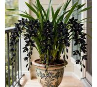 Cymbidium Orchidea, facile da pulire, ideale per interni, rizomi cymbidium, momenti di felicità, durabilità invernale selvaggia, orchida, colibrì di alta qualità, 5 cipolle