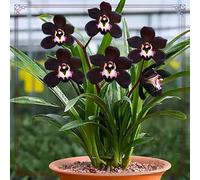 Cymbidium Orchidea, facile da pulire, ideale per interni, rizomi cymbidium, momenti di felicità, selvaggio invernale, orchida, colibrì, 5 cipolle C