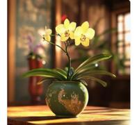 Cymbidium rizomi, esclusivirizomi, interni ideali, rizomi di alta qualità, colibrì orchida, durabilità invernale, rizomi di orchidea cymbidium