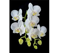 Cymbidium rizomi, esclusivirizomi, interni ideali, rizomi di alta qualità, colibrì orchida, durabilità invernale, rizomi di orchidea cymbidium