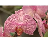 Cymbidium rizomi, esclusivirizomi, interni ideali, rizomi di alta qualità, colibrì orchida, durabilità invernale, rizomi di orchidea cymbidium