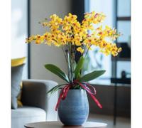 Cymbidium rizomi, esclusivirizomi, interni ideali, rizomi di alta qualità, colibrì orchida, durabilità invernale, rizomi di orchidea cymbidium